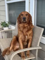 Max pick, a male Golden Retriever for sale in Lakeside, CA – Photo 1 of 5