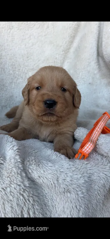4th pick Mikey – Golden Retriever puppy for sale in Lakeside, CA