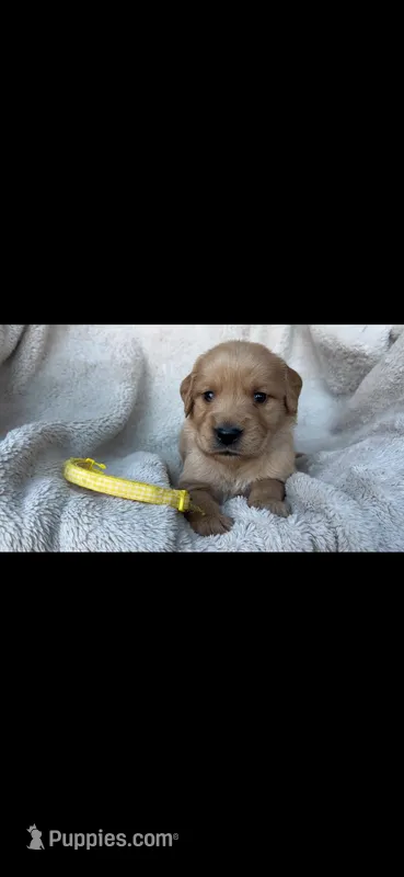 1st pick Muddy – Golden Retriever puppy for sale in Lakeside, CA