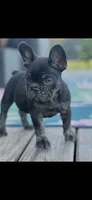 Gretchen , a female French Bulldog for sale in Murphysboro, IL – 3 of 3