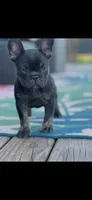 Gretchen , a female French Bulldog for sale in Murphysboro, IL – 2 of 3