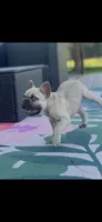 Trixie , a female French Bulldog for sale in Murphysboro, IL – 3 of 3