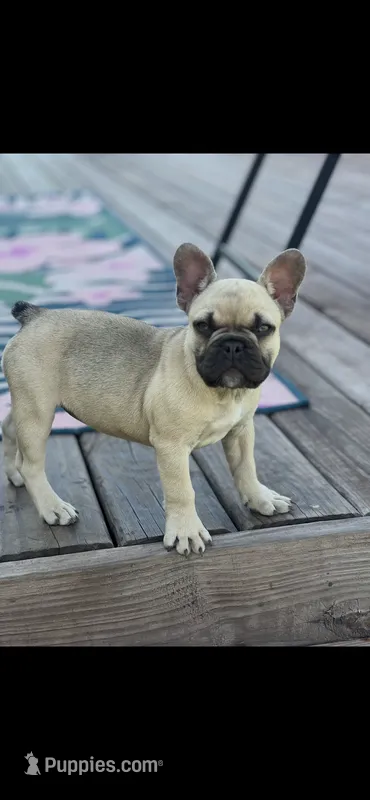 Trixie  – French Bulldog puppy for sale in Murphysboro, IL