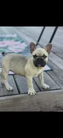 Trixie , a female French Bulldog for sale in Murphysboro, IL – 1 of 3