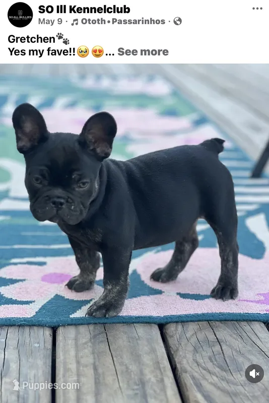 Gretchen  – French Bulldog puppy for sale in Murphysboro, IL