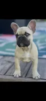 Trixie , a female French Bulldog for sale in Murphysboro, IL – 2 of 3