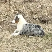 TeeHo, a female Miniature Australian Shepherd for sale in St. Louis, MO – Photo 3 of 3