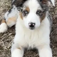 TeeHo, a female Miniature Australian Shepherd for sale in St. Louis, MO – Photo 1 of 3