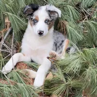 TeeHo, a female Miniature Australian Shepherd for sale in St. Louis, MO – Photo 2 of 3