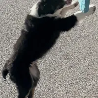 Doc, a male Miniature Australian Shepherd for sale in St. Louis, MO – Photo 4 of 4