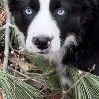Doc, a male Miniature Australian Shepherd for sale in St. Louis, MO – Photo 1 of 4