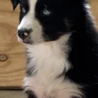 Doc, a male Miniature Australian Shepherd for sale in St. Louis, MO – Photo 3 of 4