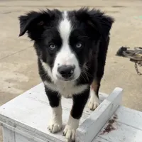 Doc, a male Miniature Australian Shepherd for sale in St. Louis, MO – Photo 2 of 4