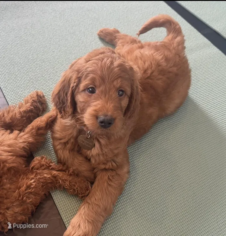 Red mini doodle maxi