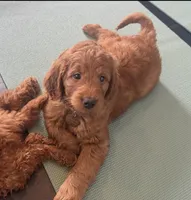 Red mini doodle maxi, a male Miniature Goldendoodle for sale in Rancho Cucamonga, CA – Photo 1 of 2