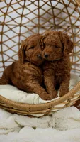 Red mini doodle maxi, a male Miniature Goldendoodle for sale in Rancho Cucamonga, CA – Photo 2 of 2