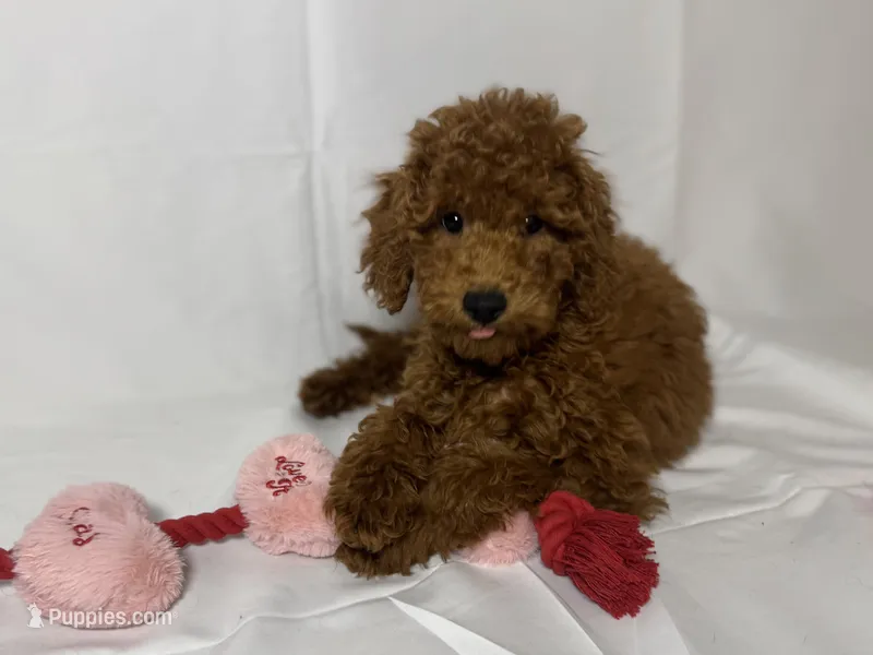 ❤️❤️ Red Doodle ❤️❤️