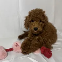 ❤️❤️ Red Doodle ❤️❤️, a female Goldendoodle and Miniature Goldendoodle for sale in Rancho Cucamonga, CA – 1 of 1