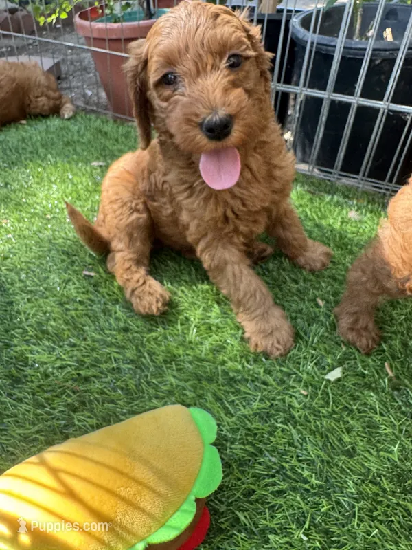 Ready 4 Valentine’s Day ❤️💝🐶