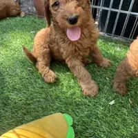 Ready 4 Valentine’s Day ❤️💝🐶, a male Goldendoodle and Miniature Goldendoodle for sale in Rancho Cucamonga, CA – 1 of 1