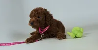 Precious puppy senior friendly doodle, a female Miniature Goldendoodle for sale in Rancho Cucamonga, CA – 2 of 2