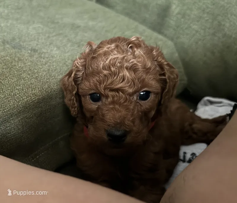 Roger Teddy Goldendoodle – Miniature Goldendoodle puppy for sale in Rancho Cucamonga, CA