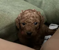 Roger Teddy Goldendoodle, a male Miniature Goldendoodle for sale in Rancho Cucamonga, CA – 1 of 2