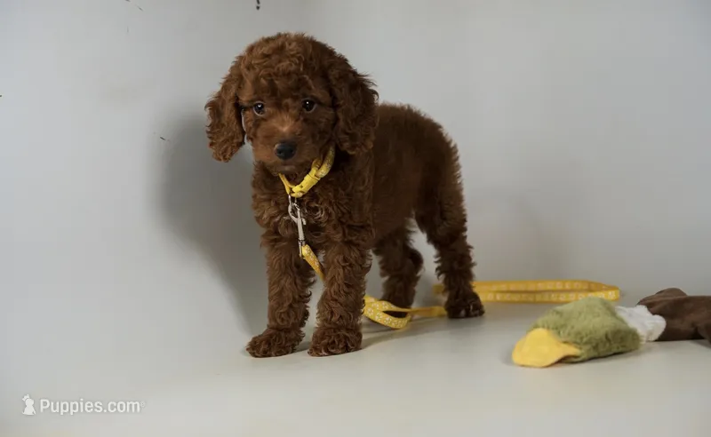 Darling Sweet female Goldendoodle wavy curly coat – Miniature Goldendoodle puppy for sale in Rancho Cucamonga, CA