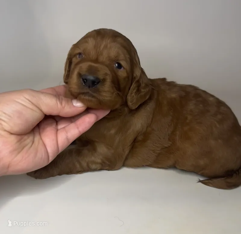 Non-Shedding Doodle 🐶