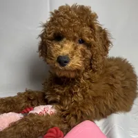 Golden Doodle, a female Goldendoodle and Miniature Goldendoodle for sale in Rancho Cucamonga, CA – 1 of 1