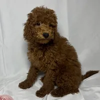 Female Doodle 🐶, a female Goldendoodle and Miniature Goldendoodle for sale in Rancho Cucamonga, CA – 1 of 1