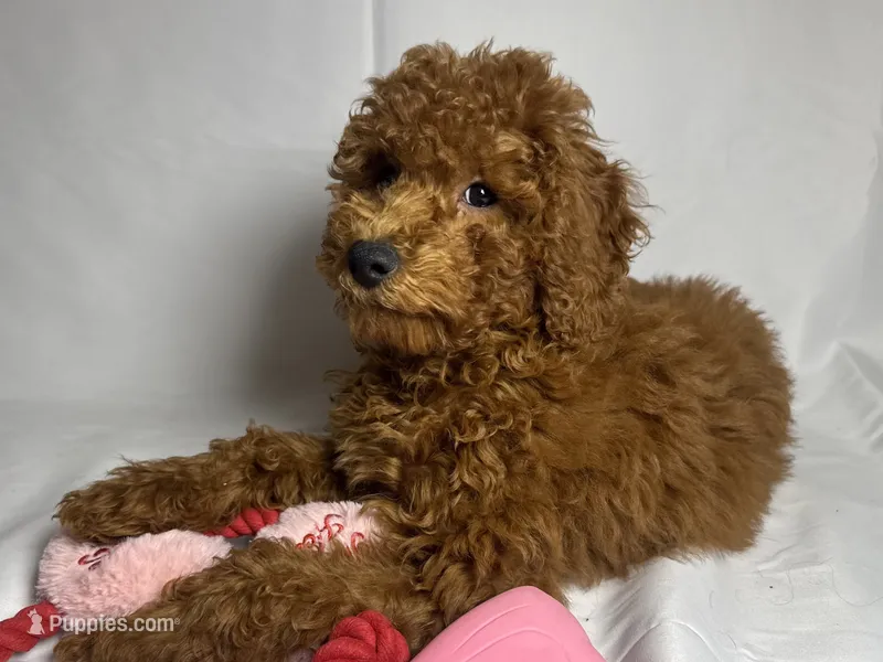 Goldendoodle 🐶❤️