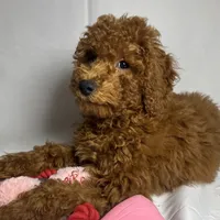 Goldendoodle 🐶❤️, a female Goldendoodle and Miniature Goldendoodle for sale in Rancho Cucamonga, CA – 1 of 1