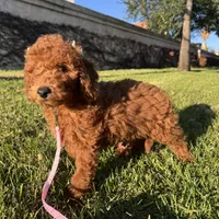 Mimi 💕, a female Miniature Goldendoodle for sale in Rancho Cucamonga, CA – Photo 2 of 2