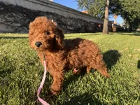 Mimi 💕, a female Miniature Goldendoodle for sale in Rancho Cucamonga, CA – Photo 2 of 2