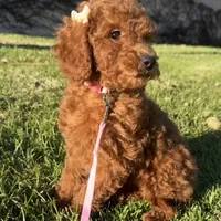 Mimi 💕, a female Miniature Goldendoodle for sale in Rancho Cucamonga, CA – Photo 1 of 2