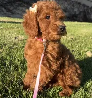 Mimi 💕, a female Miniature Goldendoodle for sale in Rancho Cucamonga, CA – Photo 1 of 2
