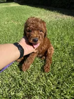 DARK RED tiny Goldendoodle , a female Miniature Goldendoodle for sale in Rancho Cucamonga, CA – 2 of 3