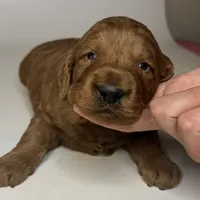 Ready For Valentine’s 🩷💗💕, a male Goldendoodle and Miniature Goldendoodle for sale in Rancho Cucamonga, CA – 1 of 1