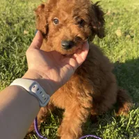 COCO 🐶💕, a female Poodle - Miniature  and Miniature Goldendoodle for sale in Rancho Cucamonga, CA – 1 of 1