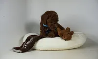 Diesel mini hypoallergenic Goldendoodle rare red color, a male Miniature Goldendoodle for sale in Rancho Cucamonga, CA – 2 of 2