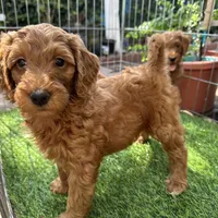 Valentine 💙, a male Goldendoodle and Miniature Goldendoodle for sale in Rancho Cucamonga, CA – 1 of 1