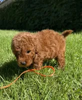 Tiny Potty Trained mini doodle , a female Miniature Goldendoodle for sale in Rancho Cucamonga, CA – 3 of 3