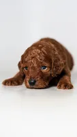 Non shedding puppy red golden doodle, a female Miniature Goldendoodle for sale in Rancho Cucamonga, CA – 1 of 2