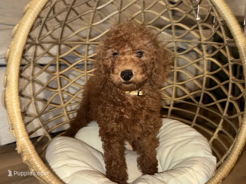 Allergy Safe Puppy 🐶❤️