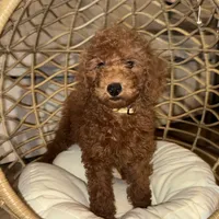 Allergy Safe Puppy 🐶❤️, a female Goldendoodle and Miniature Goldendoodle for sale in Rancho Cucamonga, CA – 1 of 1