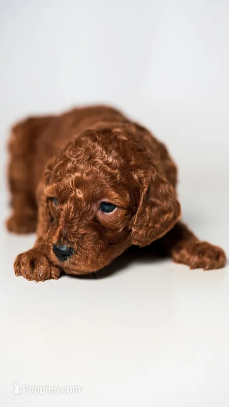 Hypoallergenic Goldendoodle SUPER CUTE – Miniature Goldendoodle puppy for sale in Rancho Cucamonga, CA