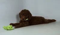 Beary petite puppy mini doodle, a male Miniature Goldendoodle for sale in Rancho Cucamonga, CA – 2 of 2