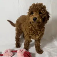 Perfect TeddyBear, a female Goldendoodle and Miniature Goldendoodle for sale in Rancho Cucamonga, CA – 1 of 1