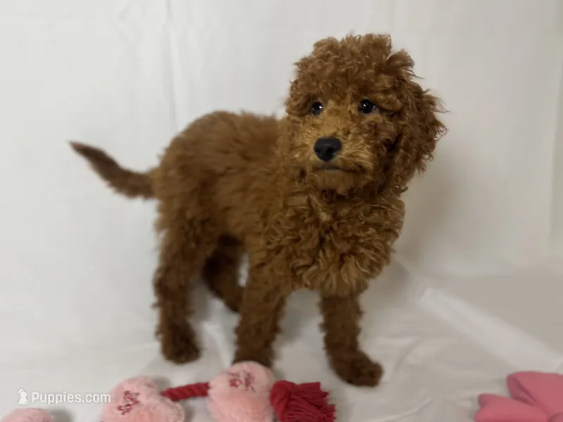 Hypoallergenic Puppy